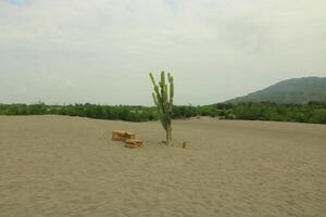 A Cactus Plant In The Sand With A Mountain In The Background photo