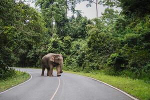 Group of wild elephants walking across the road National Park. photo