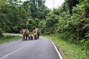 Group of wild elephants walking across the road National Park. photo
