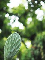 cactus Opantia plants in home pot photo