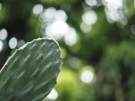 cactus Opantia plants in home pot photo