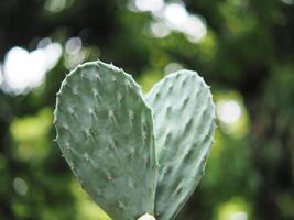 cactus Opantia plants in home pot photo