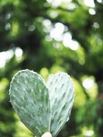 cactus Opantia plants in home pot photo