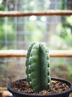 cactus Opantia plants in home pot photo