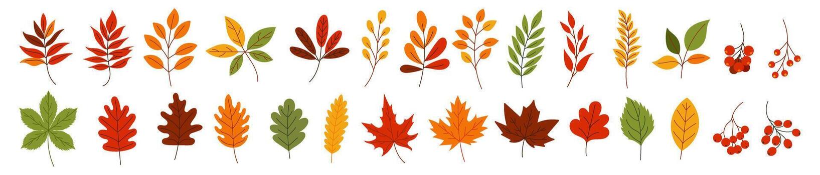 A row of autumn leaves with some green leaves in the middle. The leaves are of different sizes and colours vector