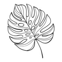 Monstera Deliciosa Botanical Elegance vector