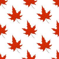 A pattern of red maple leaves on a white background. The leaves are drawn in a stylized way, with a focus on their shape and color. Scene is warm and inviting, evoking the feeling of autumn vector