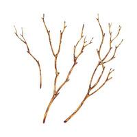 Brown dry tree branches without leaves. Watercolor illustration hand drawn in botanical style. Set of separate objects elements isolated from background vector