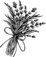Lavender flowers and leaves, twigs collected in a bouquet and tied with a twine thread bow. Illustration hand drawn graphic line art black and white ink. Sublimation arrangement. vector