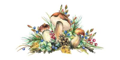 Mushrooms forest boletus with grass, blueberries, moss and cone. watercolor illustration, hand drawn. Isolated composition on a white background vector