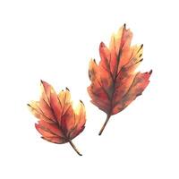 Two maple leaves in orange, yellow and burgundy. Hand-drawn watercolor illustration on the theme of autumn and harvest. Set of objects isolated from the background. vector