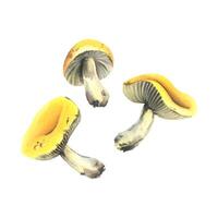 Three yellow russula mushrooms with white stems and bits of earth on them. Hand-drawn watercolor illustration on the theme of autumn and harvest. Set of objects isolated from the background vector
