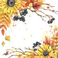 Autumn berries physalis, chokeberry, rowan leaves, maple, birch, rudbeckia flowers, tree branches and ladybugs. Watercolor illustrations. Blank template for text square. vector