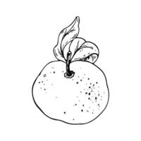 Orange, tangerine with branch and leaves, citrus tropical fruit. Line art is a simple hand-drawn illustration in black and white ink. Isolated EPS object. vector