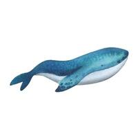Blue, turquoise whale with texture. Watercolor illustration hand drawn in childish simple style. Isolated object on a white background. vector