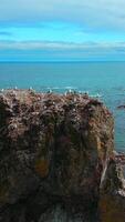 Top view of rocky cliff with seagulls on seascape background. Clip. Seagulls sit on top of rocky cliff in sea. Beautiful rocky cliff on north coast with seagulls on background of sea horizon video
