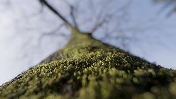 A thick green tree. Action. A huge tree covered with moss with long curving branches. video