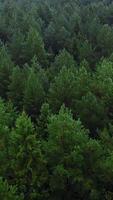 A myriad of green trees. Clip.A bird's-eye view of spruce and pine trees with fresh green branches. video