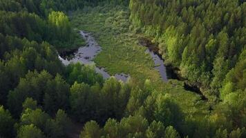 Lakes and swamps with surrounding vegetation, bushes and trees. Clip. Aerial view of curving river and bushes. video
