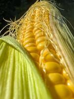 close up fresh corn cob view from bottom to top . High quality photo