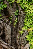 Old stone wall overgrown with ivy. High quality photo