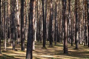 Forest background of pine trees. Spruce forest. Many vertical tree photo