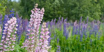 Pink and purple lupines. Beautiful wild lupines flowers. Background with pink and blue flowers. Copy space. Banner photo