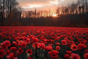 Sunset over a vibrant field of red poppies blooming against a backdrop of bare trees and a glowing sky photo