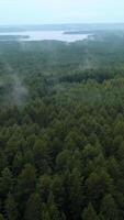 Green fields with summer trees. Clip.Bird 's - eye view of huge forest trees and fields with grass and blue sky . video