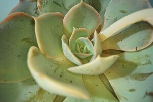 Macro shot of succulent plant, close up photo