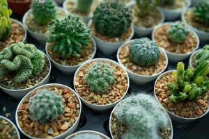 A collection of cacti and succulents in white containers. The plants are arranged in various sizes and shapes, creating a visually interesting display photo