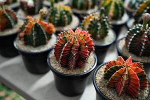 A row of potted cacti with different colors and sizes. Scene is calm and peaceful, as the cacti are arranged neatly in rows photo