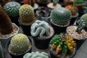 A collection of cacti and succulents in various sizes and shapes. Scene is calm and peaceful, as the plants are arranged in neat rows and are all in their pots photo
