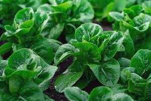 A field of green lettuce plants. The plants are all the same size and are growing in a row photo