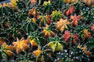 A bunch of cacti with different colors and sizes. The cacti are arranged in a way that they look like they are in a garden photo