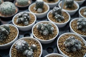 A row of white and black cactus plants in small white bowls. The plants are arranged in a neat row, with each one placed in a separate bowl. The bowls are filled with a mixture of soil and gravel photo