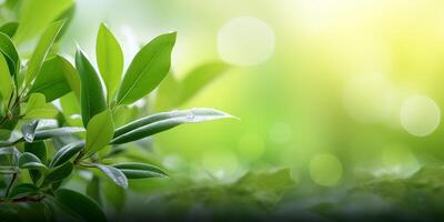 Beautiful nature view green leaf blurred background, vibrant green leaves with dew drops against a softly blurred green background photo