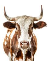 Cow with horns, looking directly into the camera, set against a white background, Close up photo