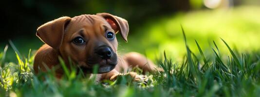 A playful puppy rests on lush green grass in a sunny backyard during a warm afternoon in early summer photo