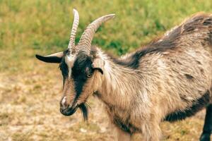 goat's head with distinct markings grazing in a sunny pasture during the day photo