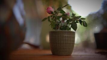 A delicate pink flower in a vibrant green pot is resting peacefully on a smooth table surface video