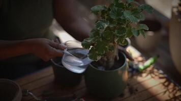Caring for Indoor Plants A Guide to Watering with Precision and Attention to Detail video