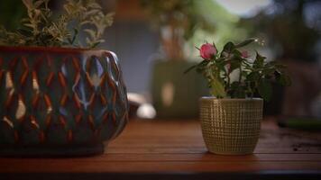 Vibrant potted plants on a rustic table create a serene ambiance with soft lighting video