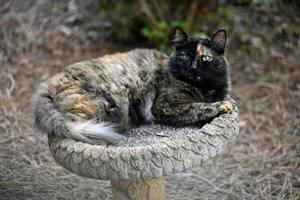 Cute cat resting on a birdbath photo