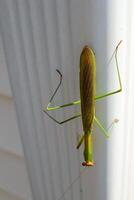 Macro image showing a praying mantis photo