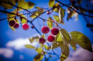 Ripe cherries on the branch on the sky background photo