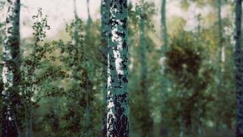 Group of Birch Trees Standing in Woods video