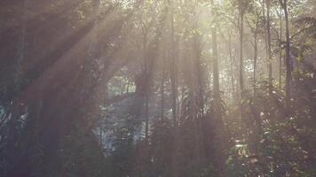 Sun Shining Through Trees in Forest video