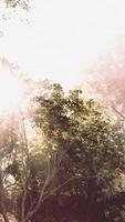 Sun Rays Filtering Through Trees and Rocks video