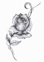 Rose tattoo design series three hand drawing on paper make graphic . vector